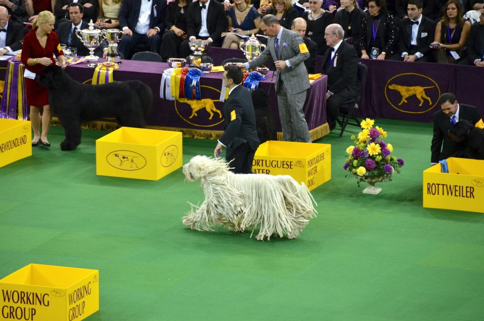 Komondor — photo de la race de chien originaire de Hongrie (2)