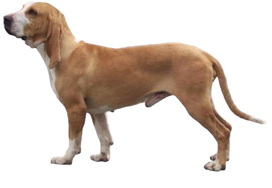Chien courant espagnol — photo de la race de chien originaire de Espagne (6)