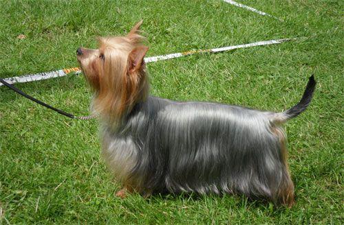 Silky Terrier — photo de la race de chien originaire de Australie (5)