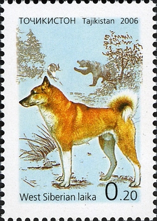 Laïka de Sibérie occidentale — photo de la race de chien originaire de Russie (6)