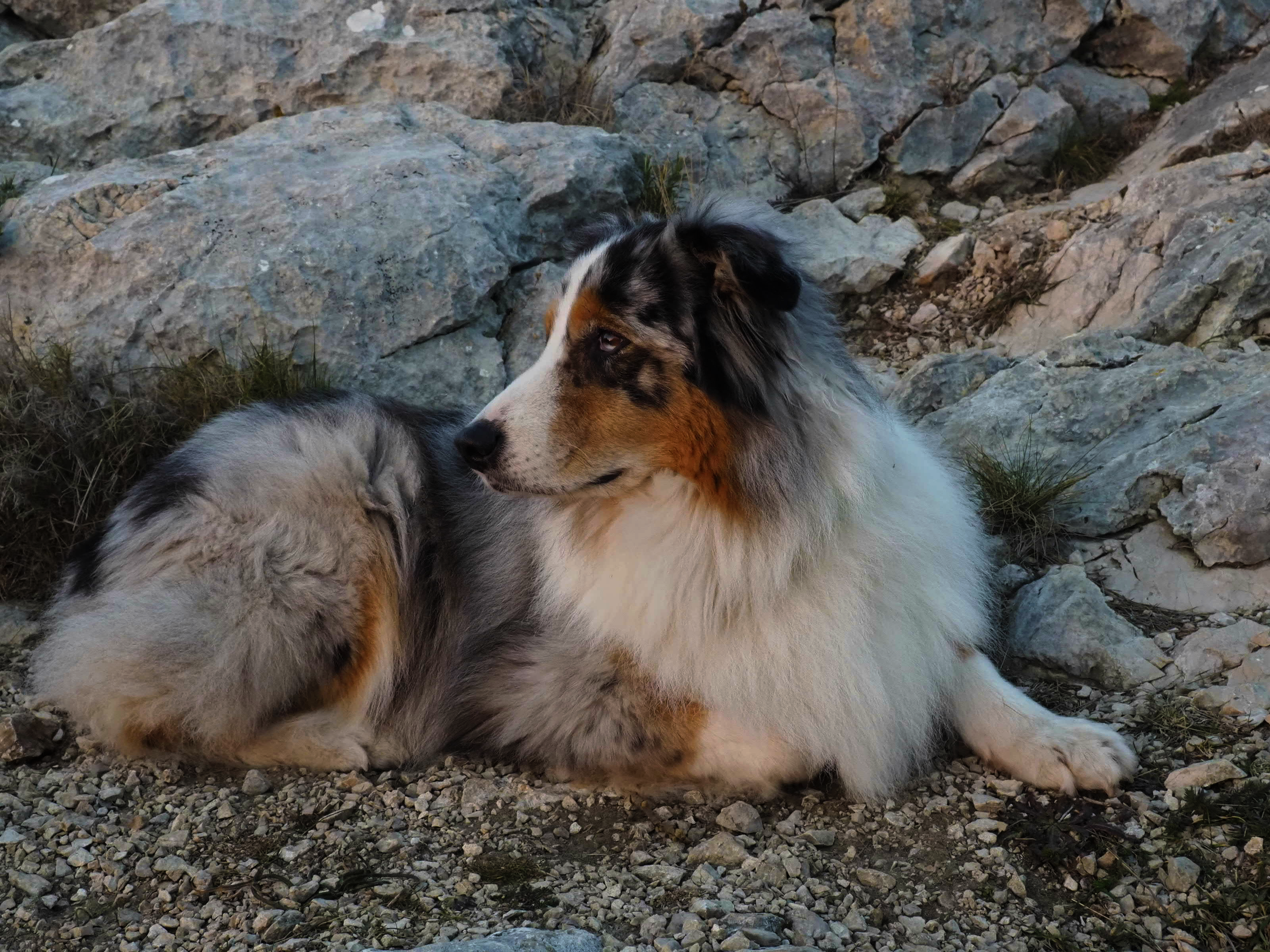 Berger Australien — race de chien