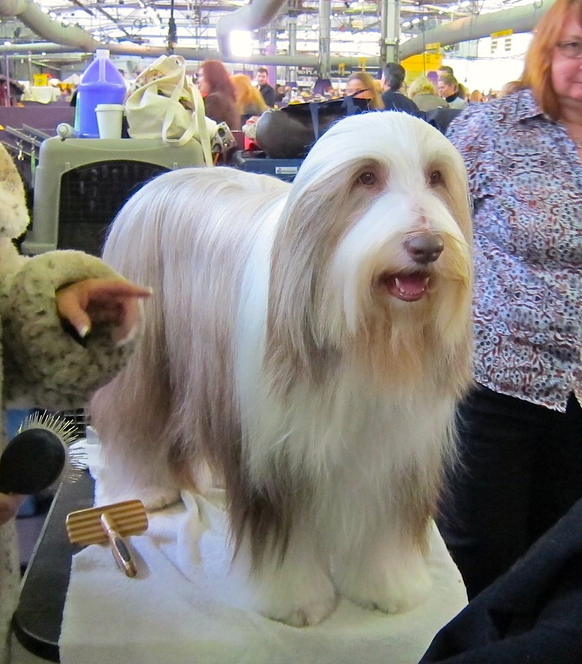 Bearded collie — photo de la race de chien originaire de Écosse (2)