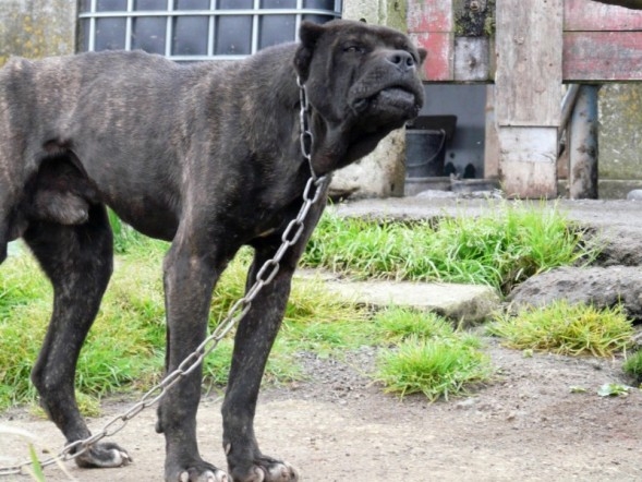 Cao fila de São Miguel — photo de la race de chien originaire de Portugal (4)