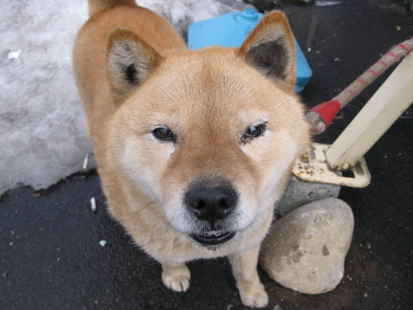 Hokkaido Ken — photo de la race de chien originaire de Japon (2)