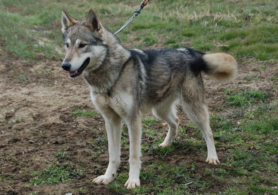 Tamaskan — photo de la race de chien originaire de Royaume-Uni (2)