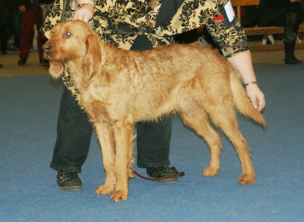 Griffon fauve de Bretagne — photo de la race de chien originaire de France (5)