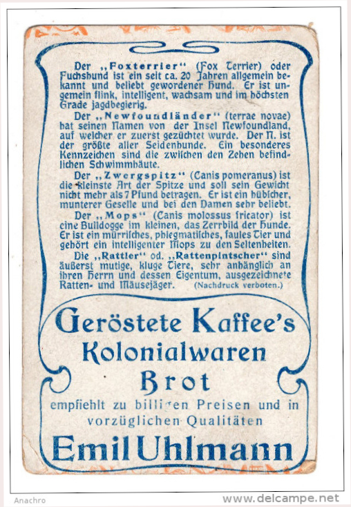 Spitz allemand — photo de la race de chien originaire de Allemagne (4)