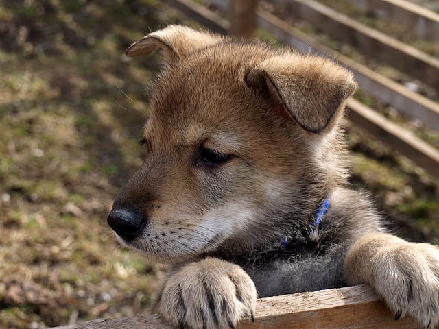 Chien-loup de Saarloos — photo de la race de chien originaire de Pays-Bas (4)