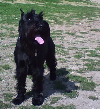 Schnauzer moyen — photo de la race de chien originaire de Allemagne (2)