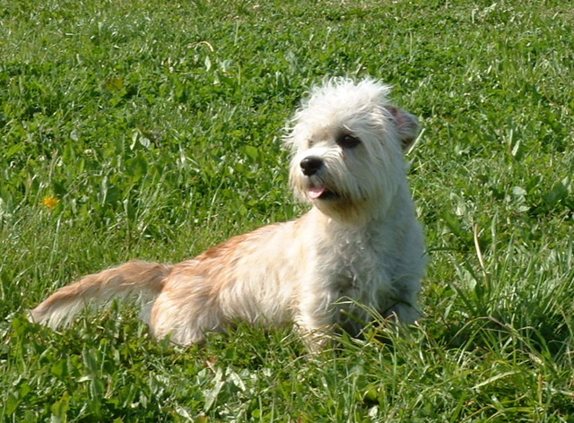Dandie Dinmont Terrier — photo de la race de chien originaire de Écosse (6)