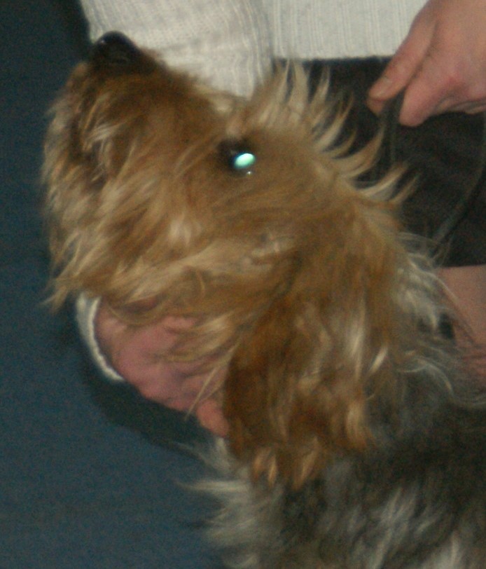 Chien courant de Bosnie à poil dur — photo de la race de chien originaire de Bosnie-Herzégovine (5)