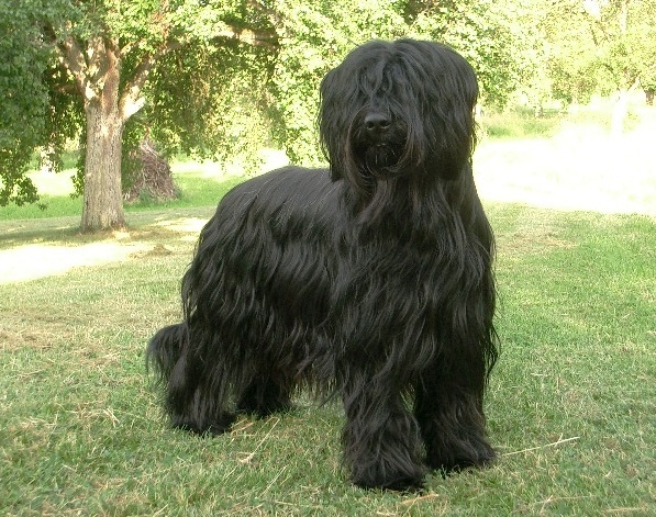 Berger de Brie — photo de la race de chien originaire de France (1)