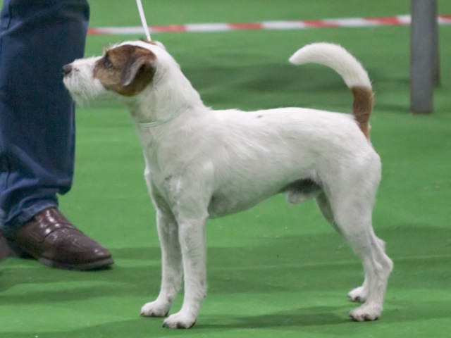 Parson Russell Terrier — photo de la race de chien originaire de Royaume-Uni (3)