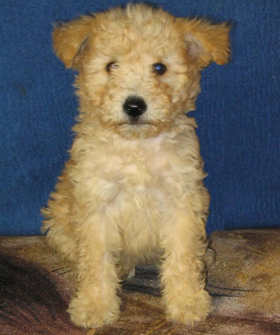 Pumi — photo de la race de chien originaire de Hongrie (1)