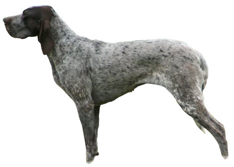 Braque de Burgos — photo de la race de chien originaire de Espagne (1)