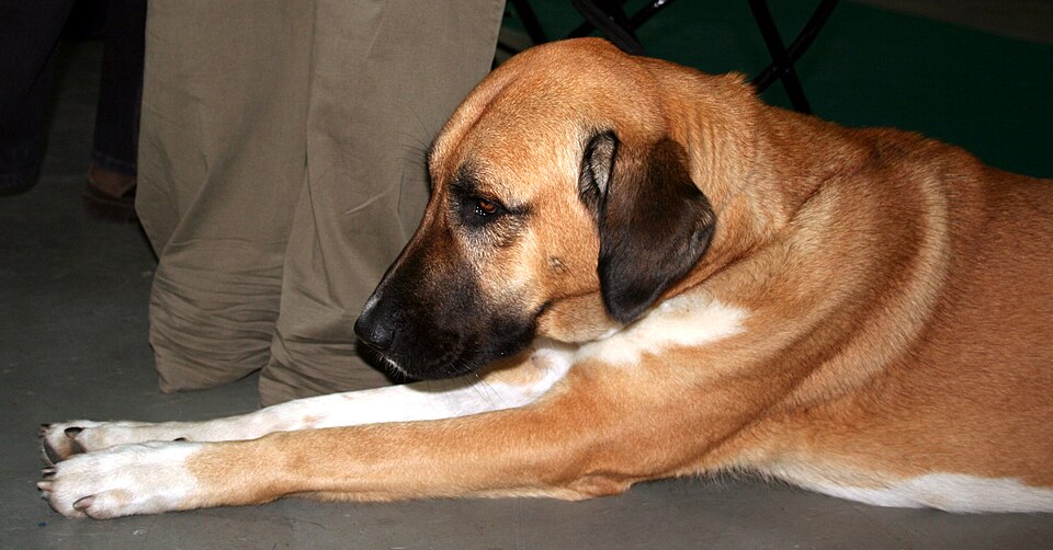 Berger d’Anatolie — photo de la race de chien originaire de Turquie (6)