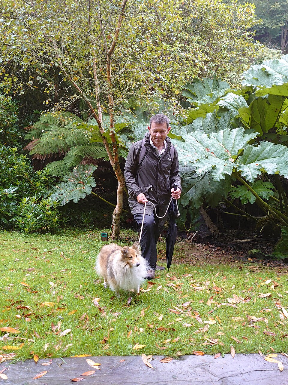 Colley à poil long – Collie rough — photo de la race de chien originaire de Royaume-Uni (3)