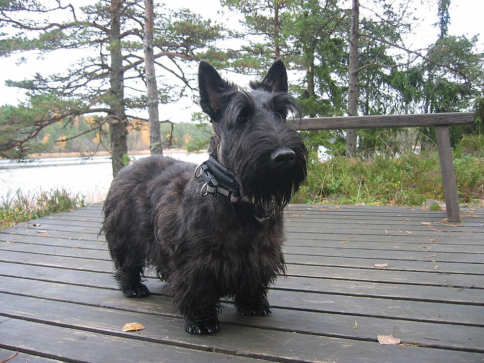 Scottish Terrier — photo de la race de chien originaire de Écosse (4)