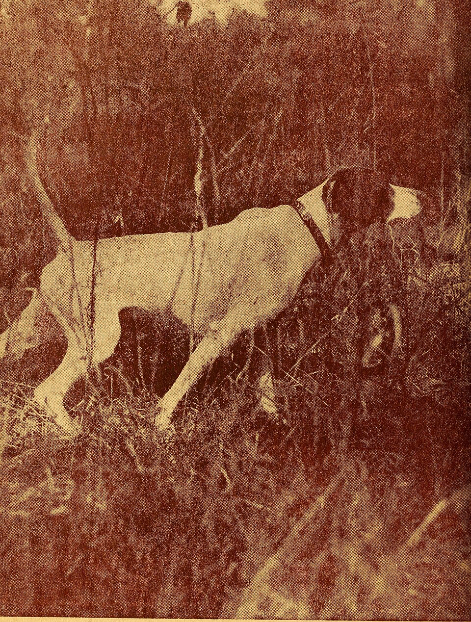 Pointer anglais — photo de la race de chien originaire de Angleterre (5)