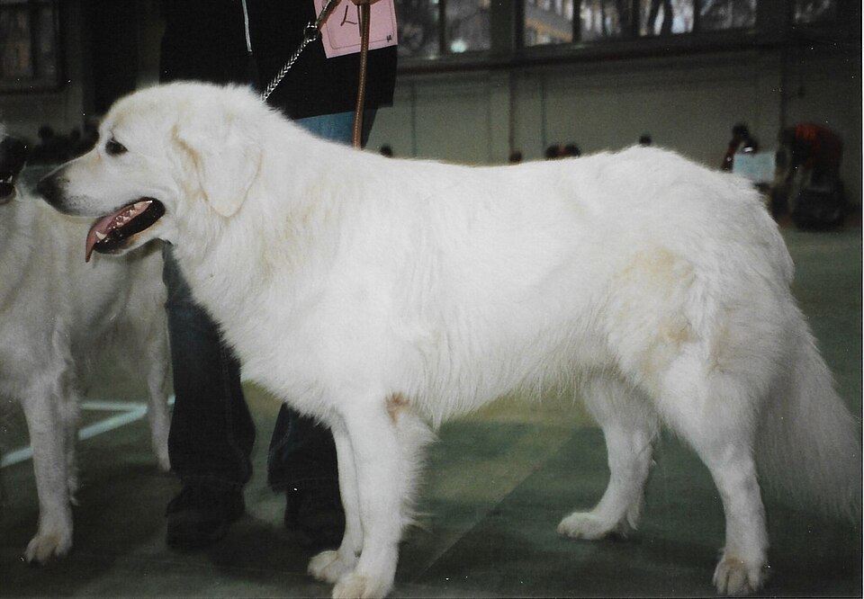Slovensky cuvac — photo de la race de chien originaire de Tchécoslovaquie (6)