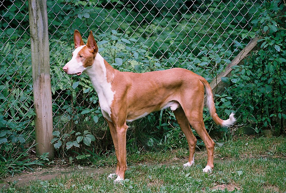 Podenco ibicenco — photo de la race de chien originaire de Ibiza (4)