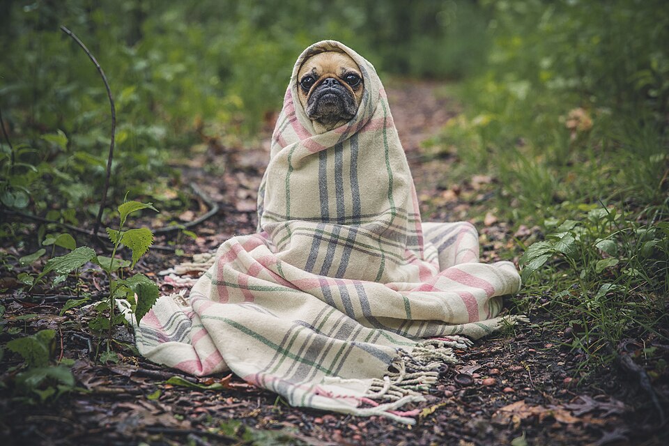 Carlin ou Pug — photo de la race de chien originaire de Chine (4)