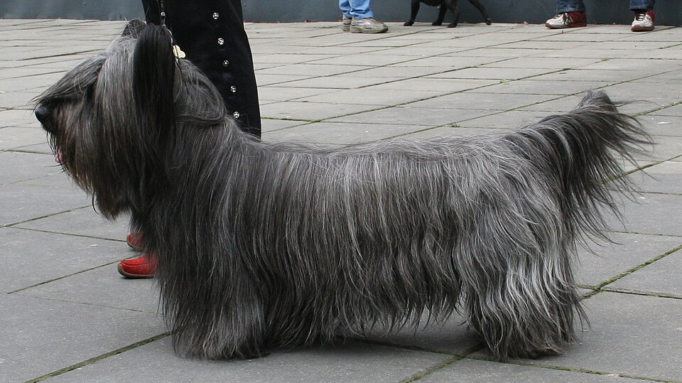 Skye Terrier — photo de la race de chien originaire de Écosse (6)