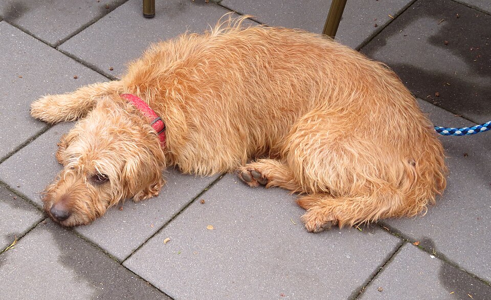 Brachet de Styrie à poil dur — photo de la race de chien originaire de Autriche (6)