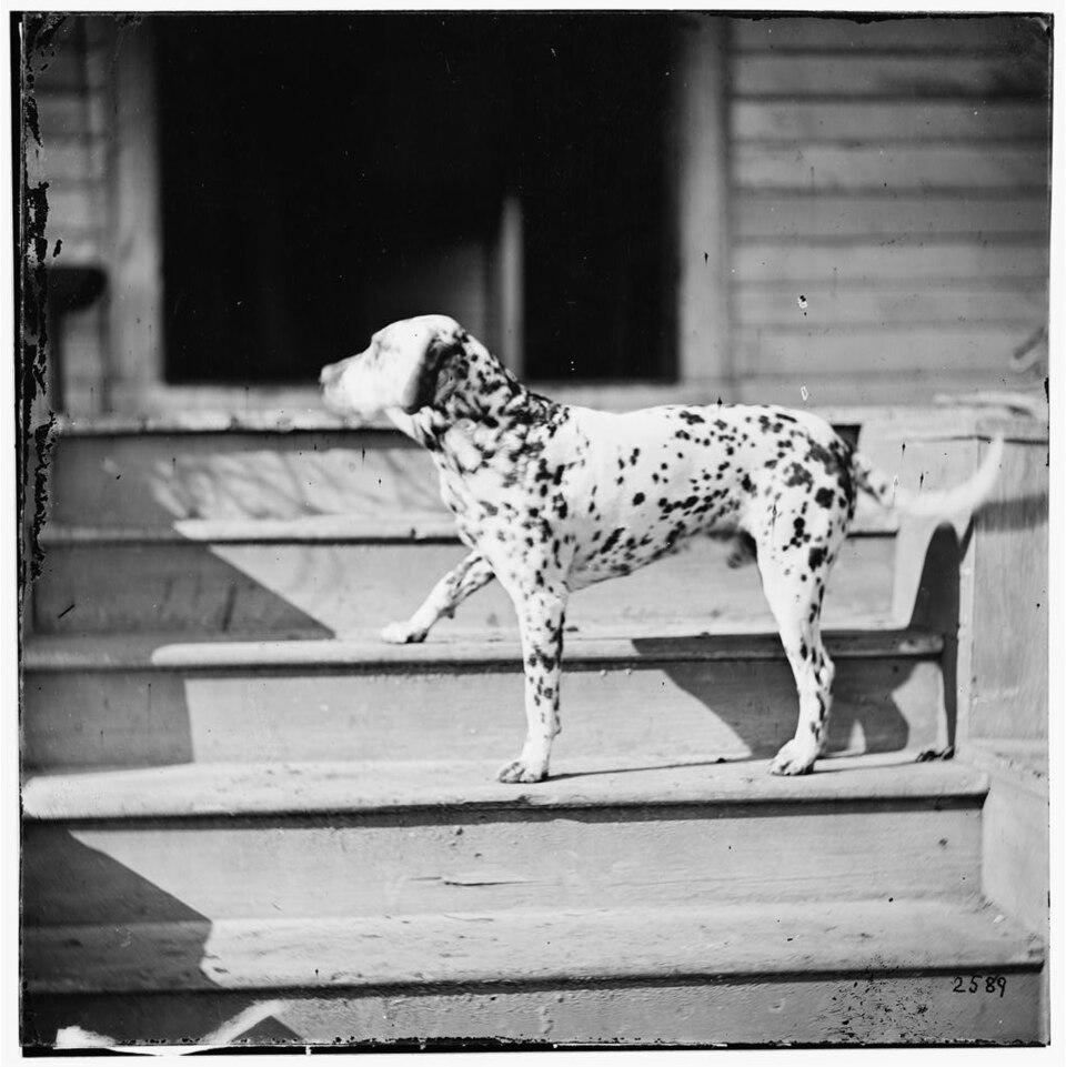 Dalmatien — photo de la race de chien originaire de Croatie (1)