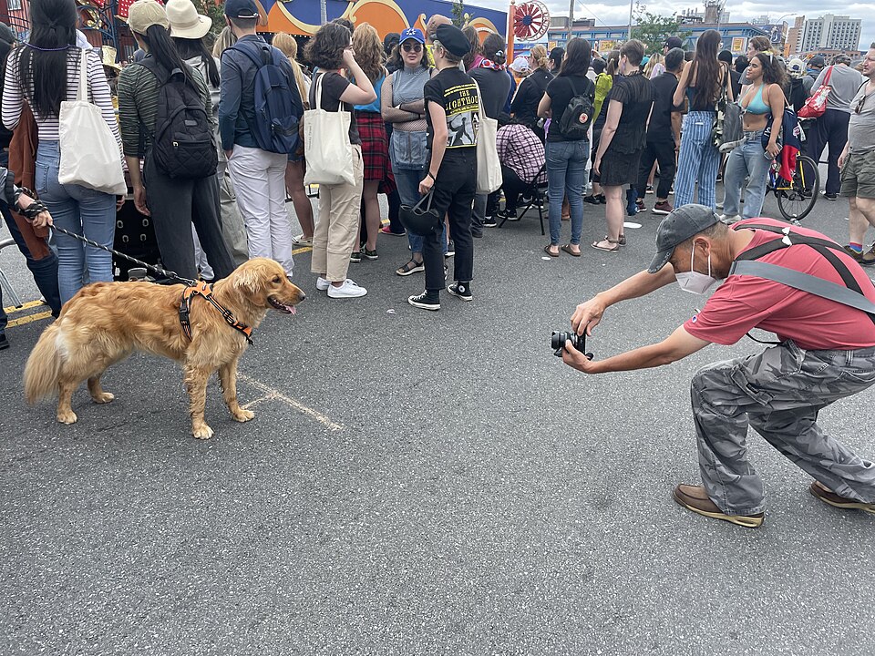 Golden Retriever — photo de la race de chien originaire de Royaume-Uni (3)