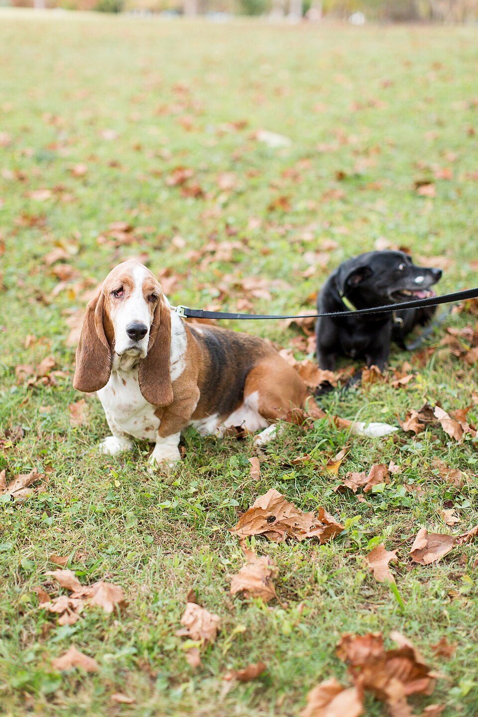 Basset hound — photo de la race de chien originaire de France (6)