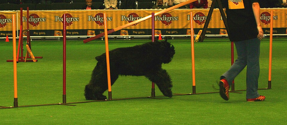 Bouvier des Flandres — photo de la race de chien originaire de Belgique (1)