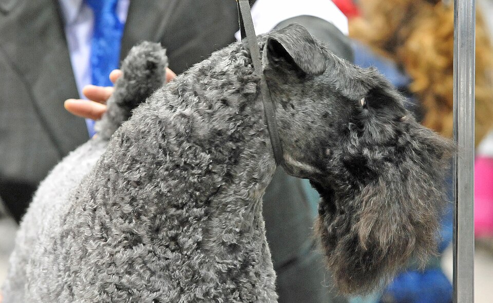 Kerry Blue Terrier — photo de la race de chien originaire de Irlande (1)