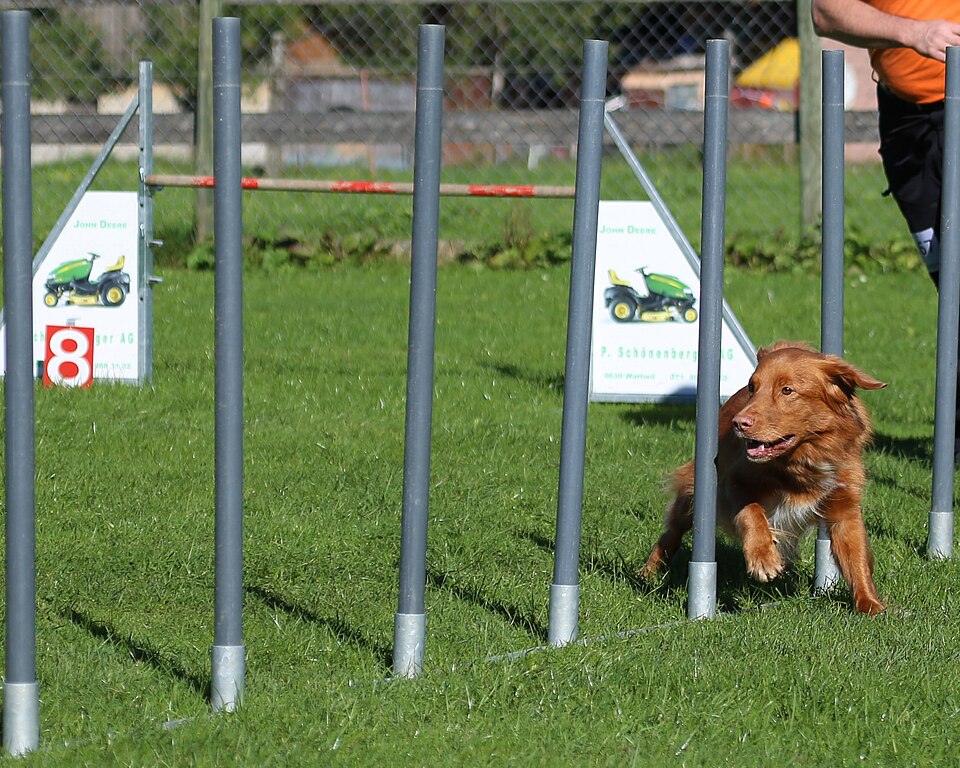 Retriever de la Nouvelle-Écosse — photo de la race de chien originaire de Canada (5)