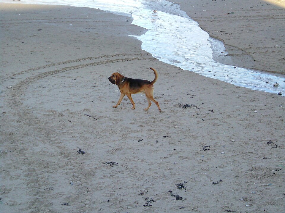 Chien de Saint-Hubert — photo de la race de chien originaire de Belgique (5)