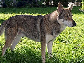 Chien-loup de Saarloos