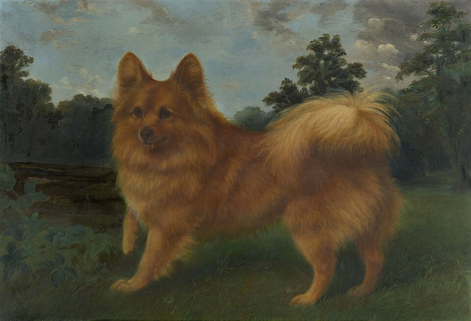 Spitz nain — photo de la race de chien originaire de Allemagne (1)