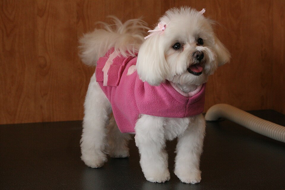 Bichon maltais — photo de la race de chien originaire de Malte Malte (5)