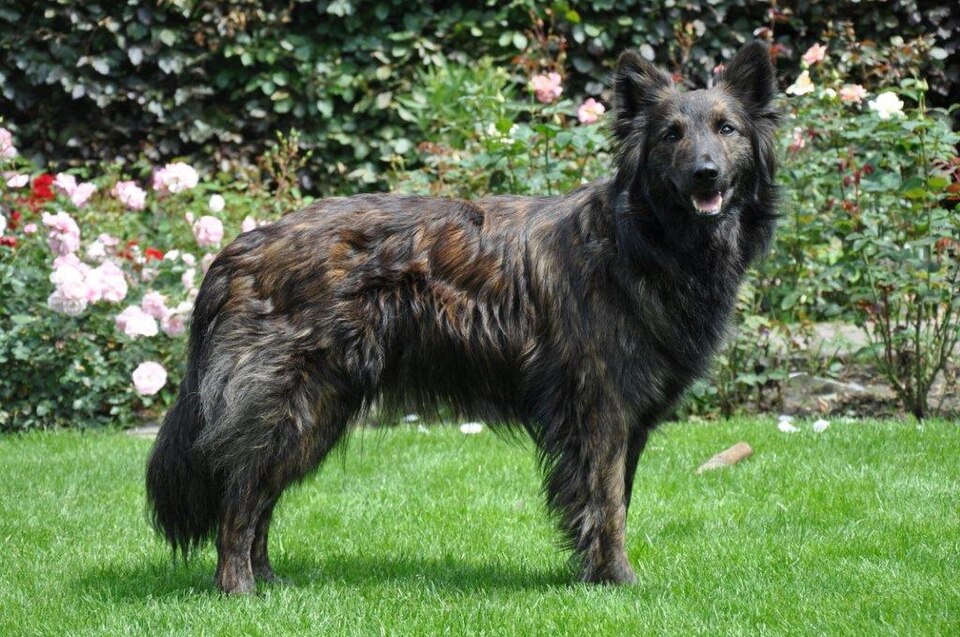Berger Hollandais — photo de la race de chien originaire de Pays-Bas (2)