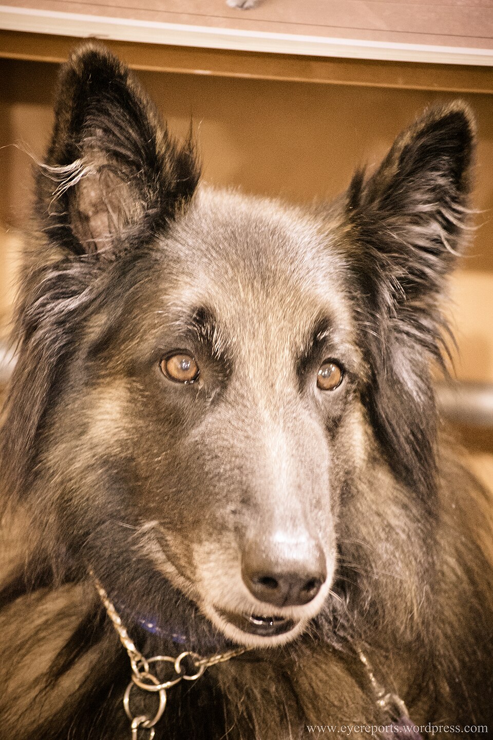 Berger Belge Tervueren — photo de la race de chien originaire de Belgique (5)
