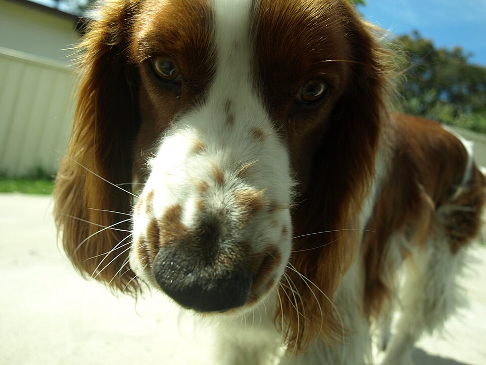 Welsh Springer Spaniel — photo de la race de chien originaire de pays de Galles (3)