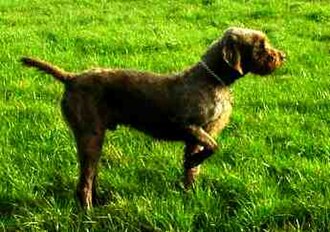 Pudelpointer — photo de la race de chien originaire de Allemagne
