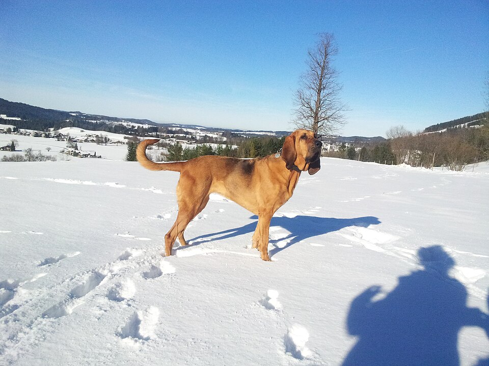 Chien de Saint-Hubert — photo de la race de chien originaire de Belgique (1)