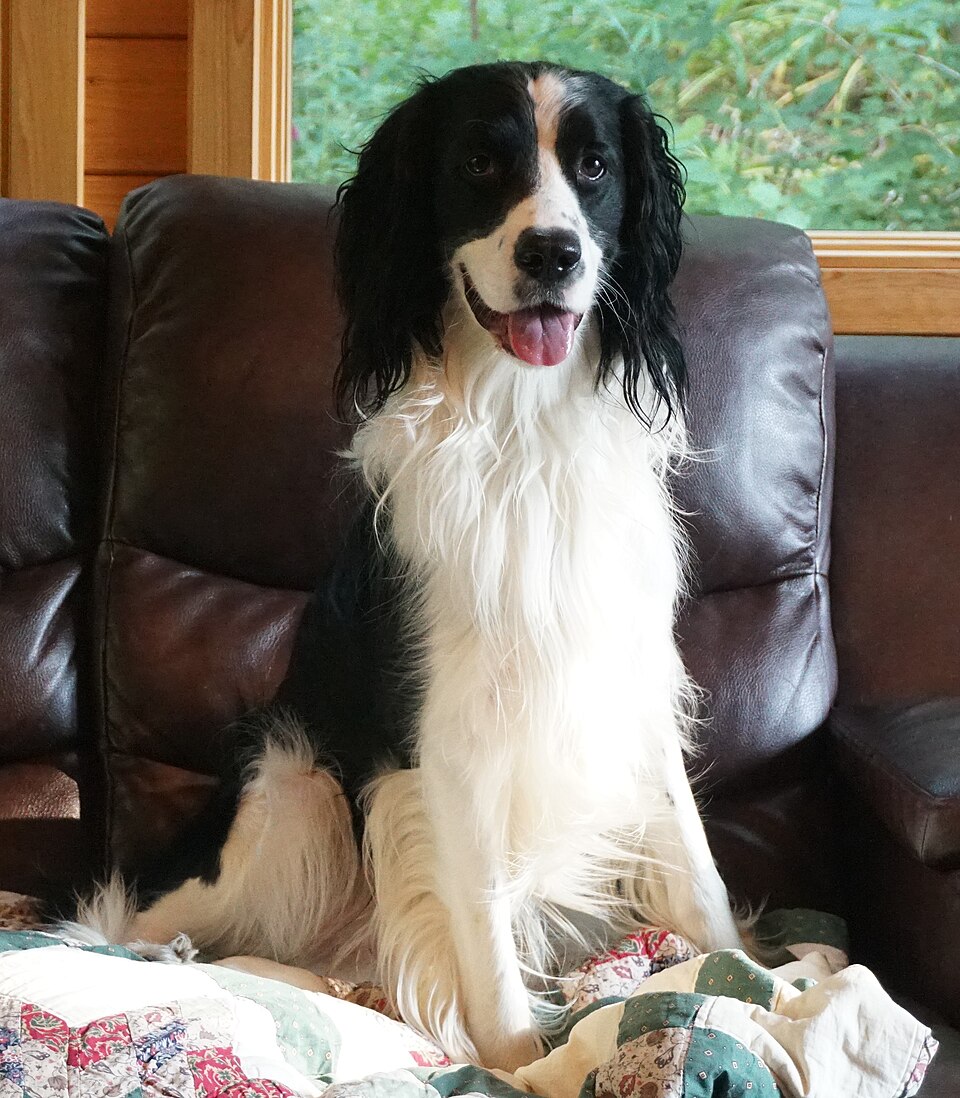 Springer anglais — photo de la race de chien originaire de Angleterre (6)