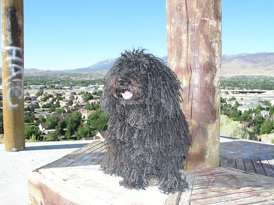 Puli — photo de la race de chien originaire de Hongrie (4)