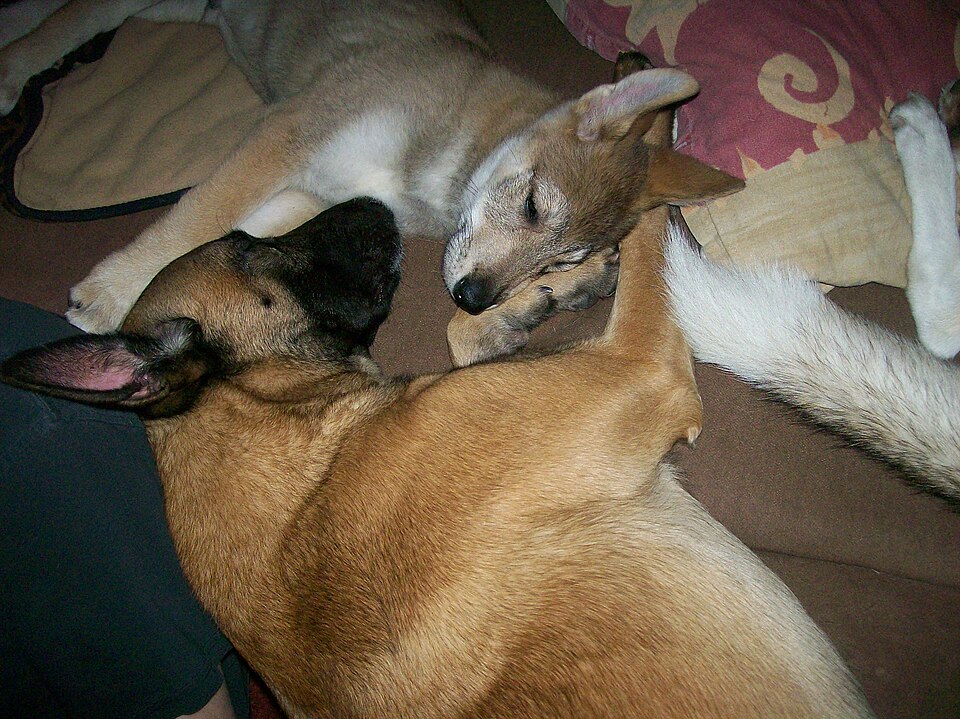 Tamaskan — photo de la race de chien originaire de Royaume-Uni (6)