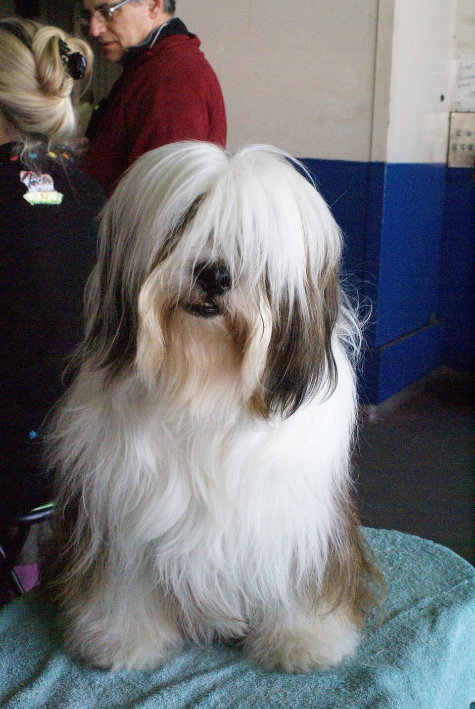Bearded collie — photo de la race de chien originaire de Écosse (3)