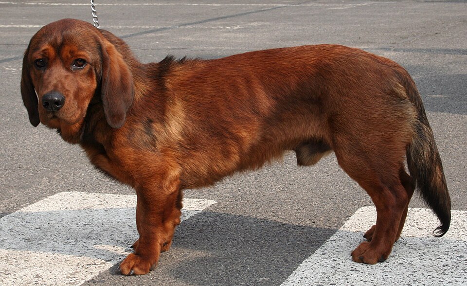 Basset des Alpes — photo de la race de chien originaire de Autriche (1)