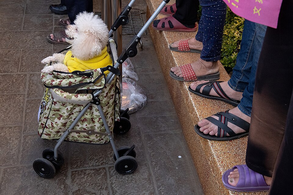Caniche — photo de la race de chien originaire de France, Allemagne (2)