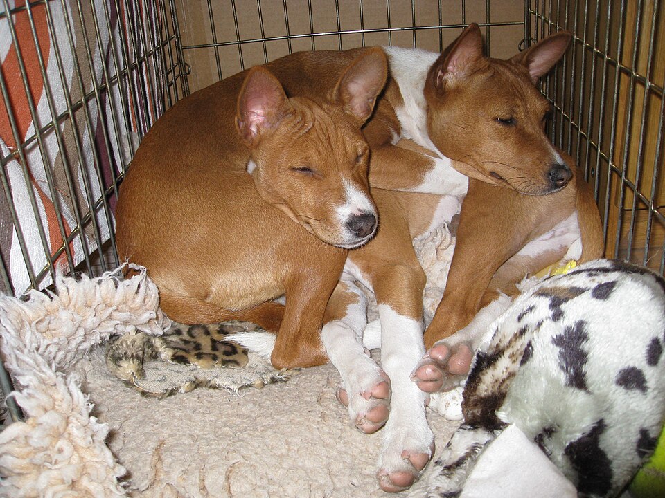 Basenji — photo de la race de chien originaire de République démocratique du Congo (3)
